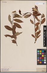 Foto von Salix daphnoides Vill.